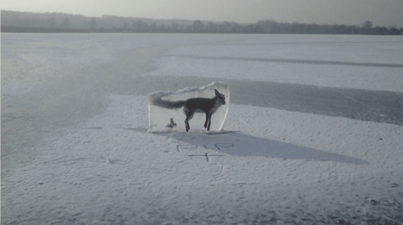 Někdo našel lišku, která se propadla ledem a zamrzla, vyřezal ji a dal nahoru jako výstrahu