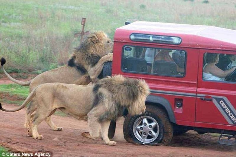 Lvi přepadli auto s turisty