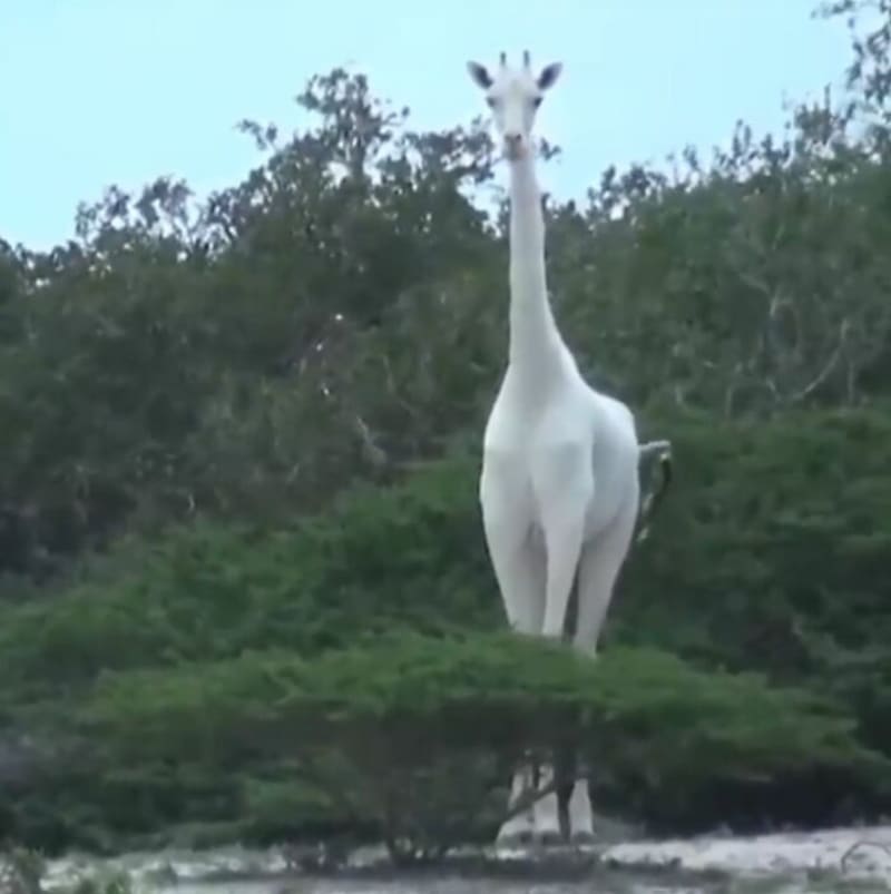 Žirafa albín
