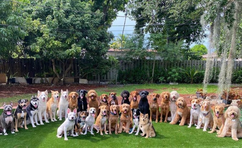 Dokonalé skupinové fotky psů 2
