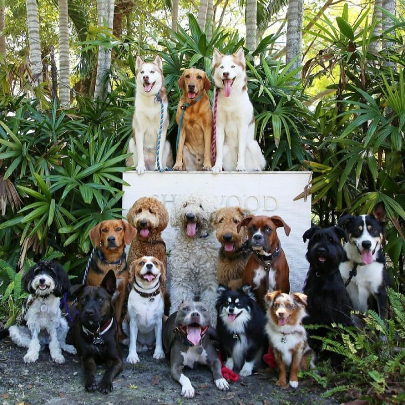 Dokonalé skupinové fotky psů 14
