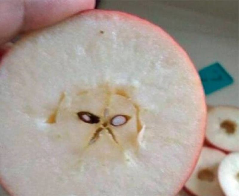 Špatně naložené jabko