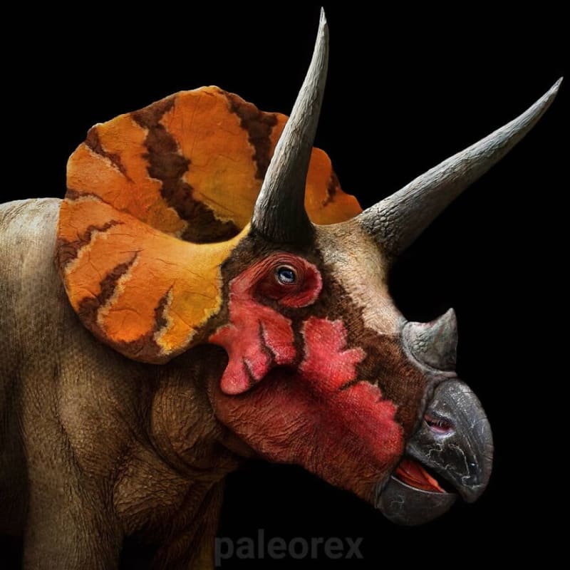 Triceratops - jeden z nejobrněnějších dinosaurů s třemi rohy se nemusel bát prakticky žádného z predátorů a mohl si tak dovolit mít výstražné a výrazné zbarvení