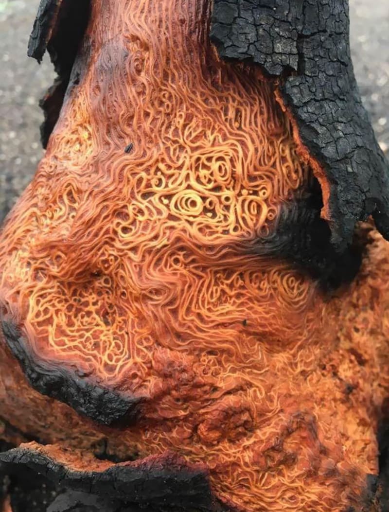 Deformita ve dřevní hmotě vypadá jako špagety v tomatové omáčce