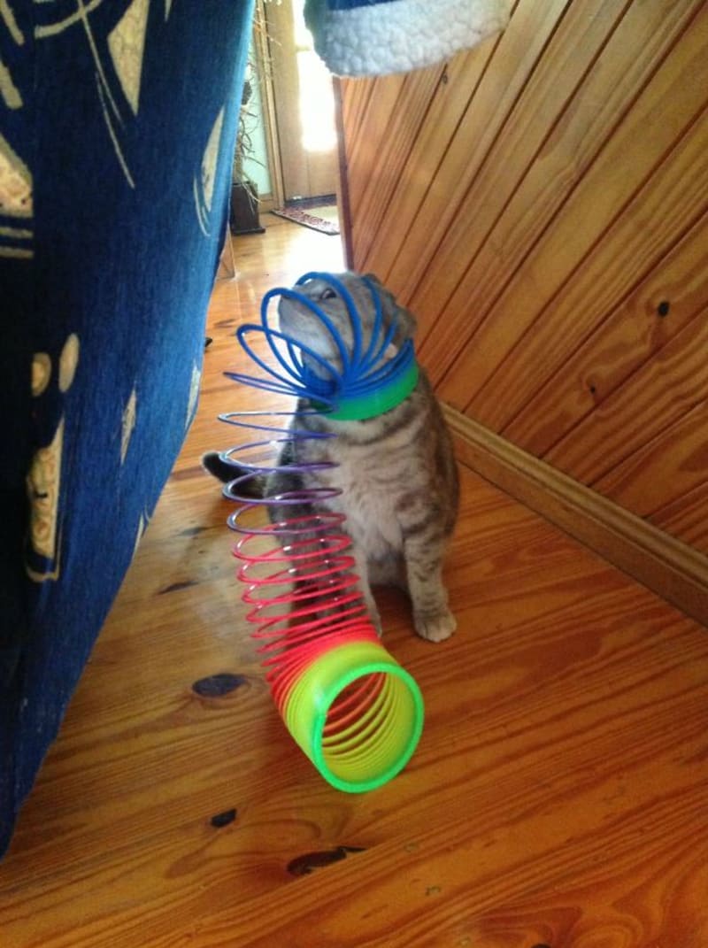 Kočky, které pozdě litují svých činů - Obrázek 17
