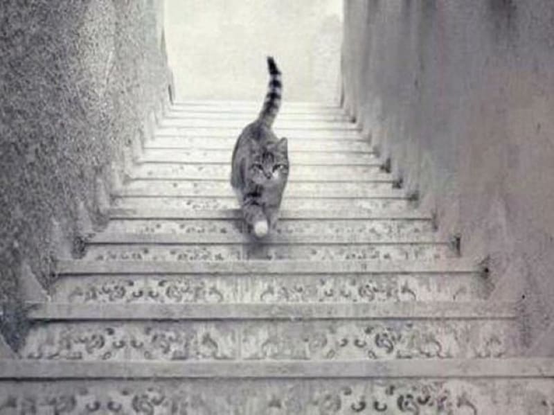 Jde kočka po schodech nahoru nebo dolů?
