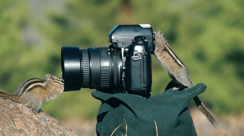 Zvířecí fotografové a režiséři - Obrázek 12