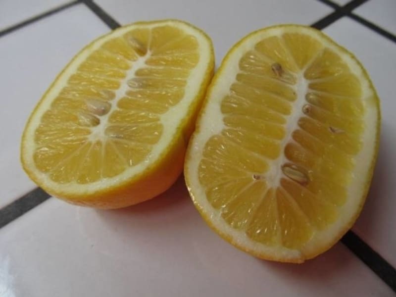Podivně rozbujelý citrón