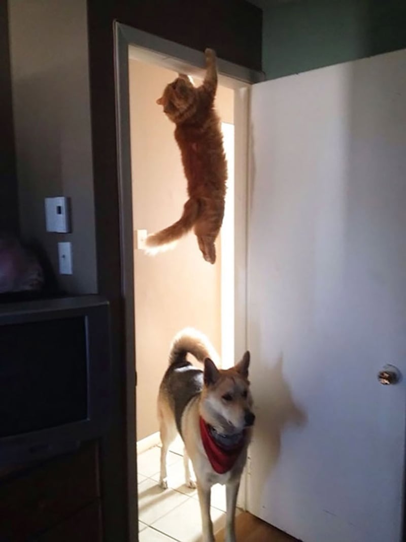 Kočky popírají gravitaci 1