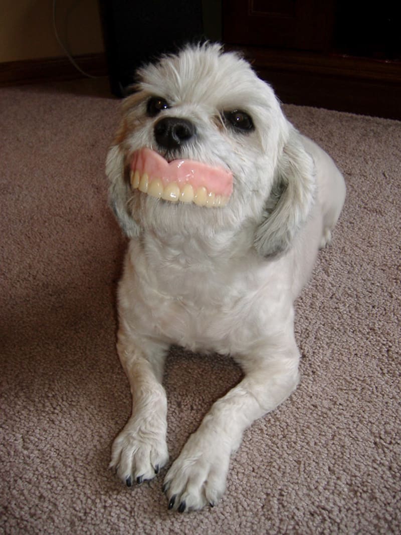 Psi s lidskými zuby 5