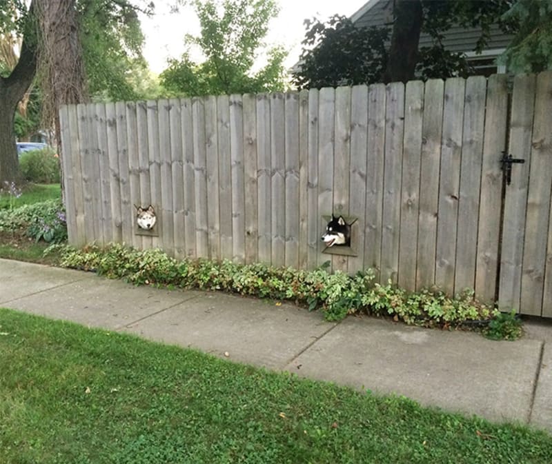 Vtipné fotky psů koukajících oknem v plotě 17