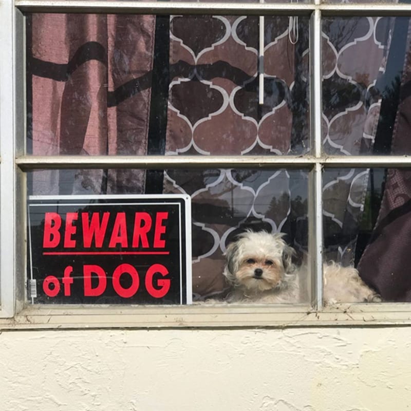 Pozor na psa! 10