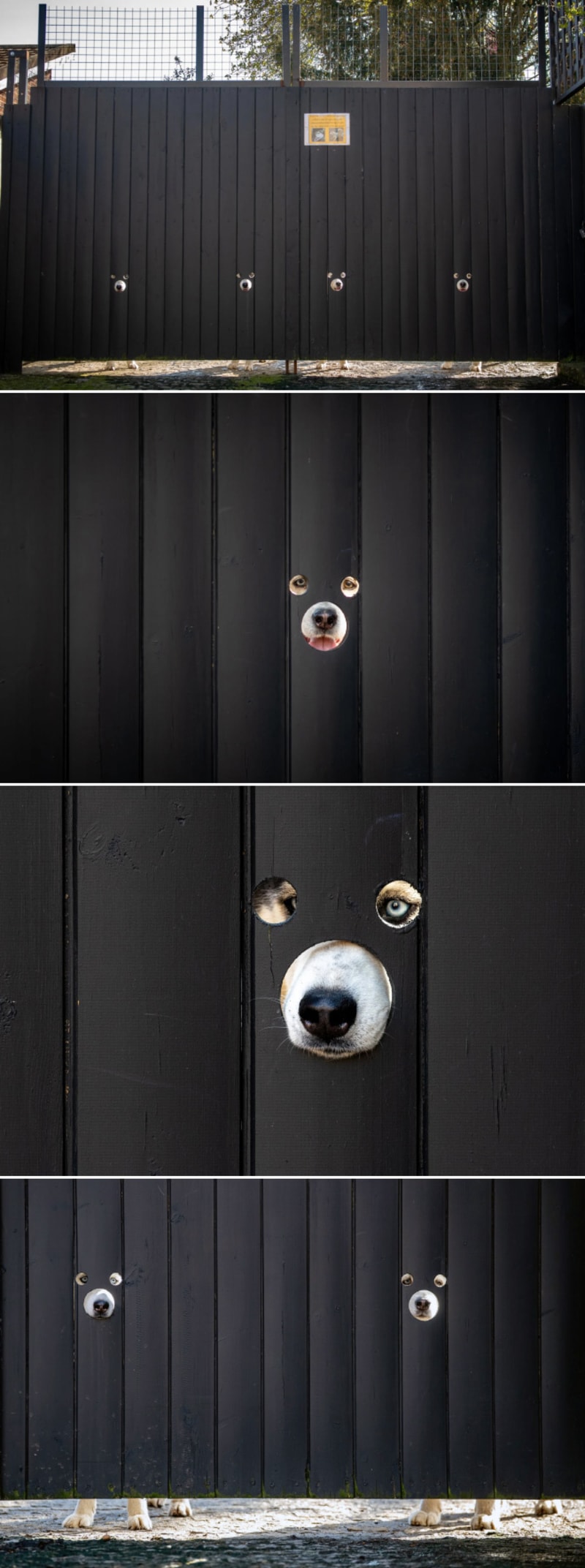 Vtipné fotky psů koukajících oknem v plotě 3