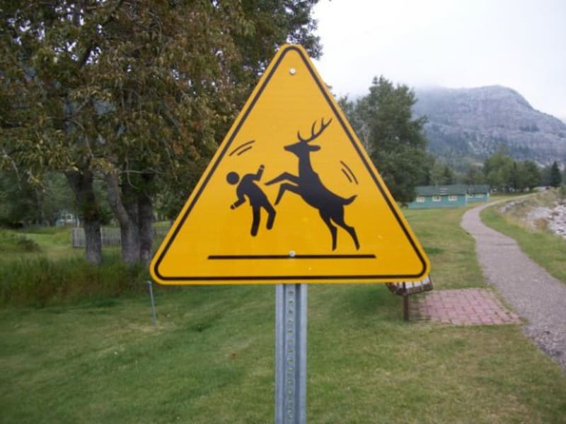 Pozor, jeleni v říji!