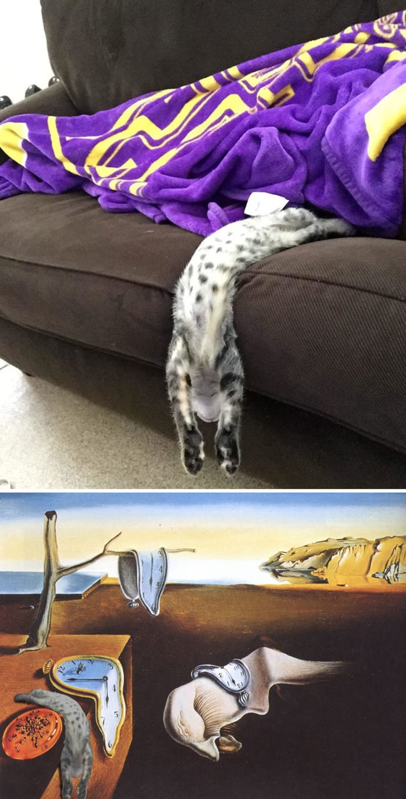 Tekutá kočka jak od Dalího