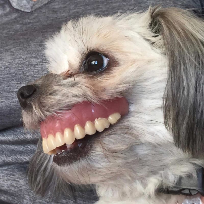 Psi s lidskými zuby 2