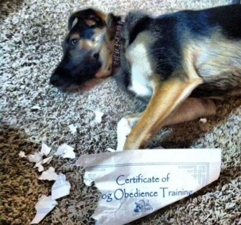 "Certifikát psího výcviku poslušnosti."