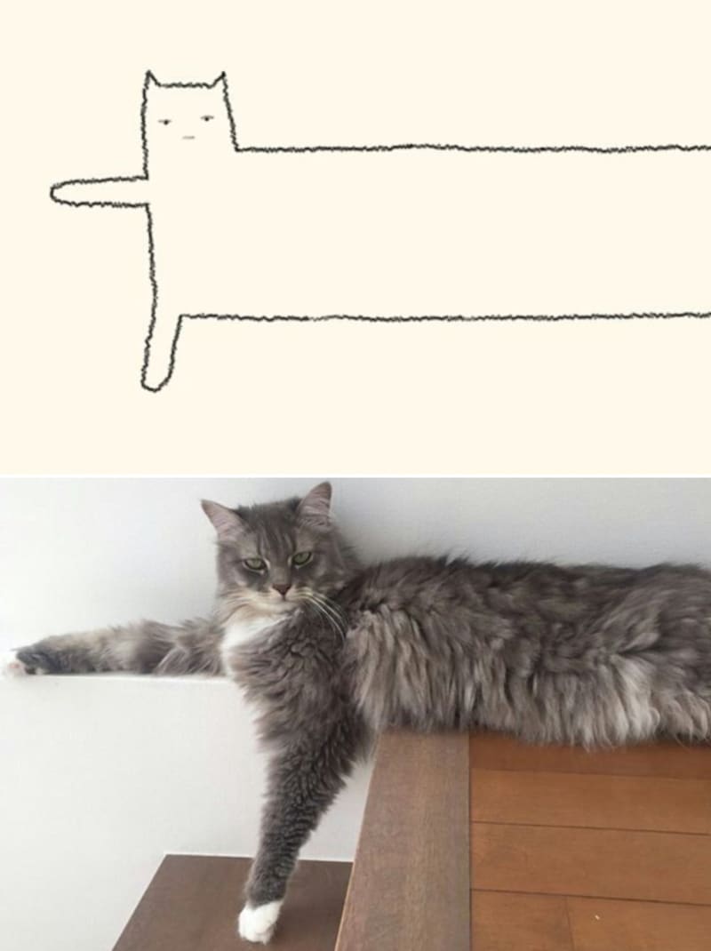 Perfektně výstižné kresby koček 4