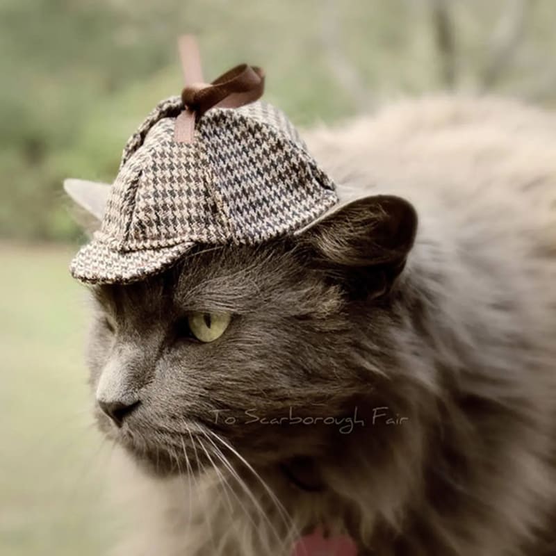 Kočka v klobouku 15