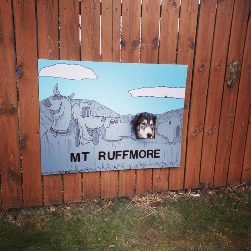 Vtipné fotky psů koukajících oknem v plotě 19
