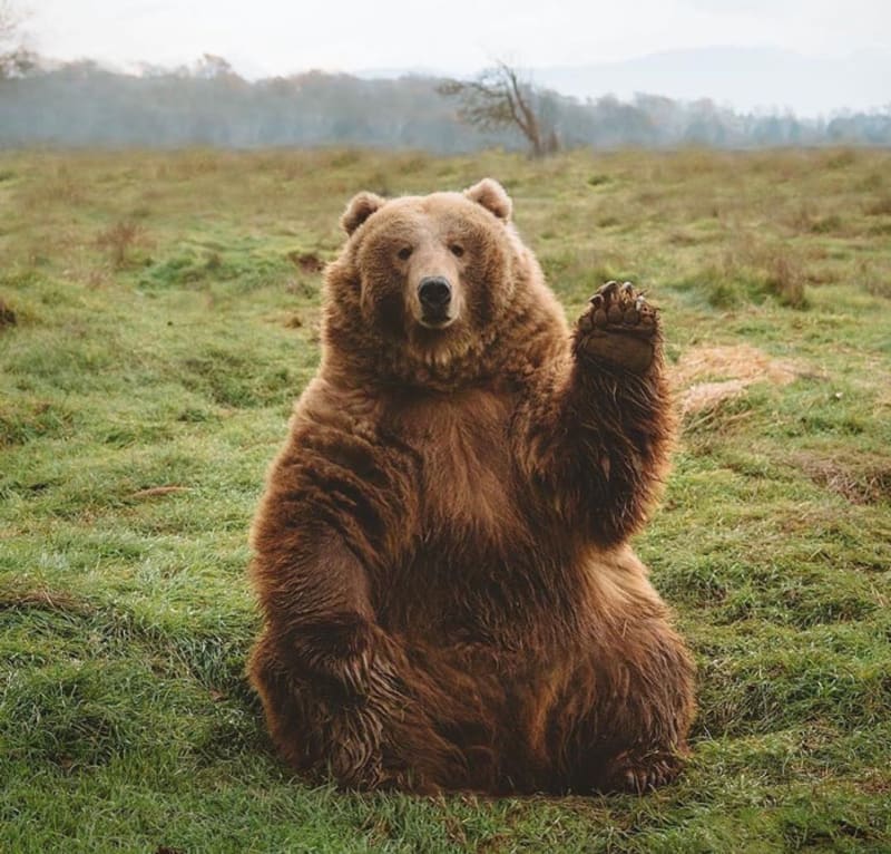 Největší druh medvěda je kodiak - a tohle je VELKÝ kodiak!