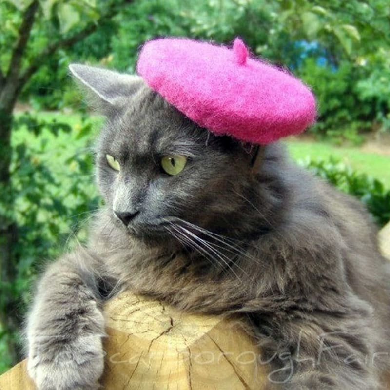 Kočka v klobouku 10