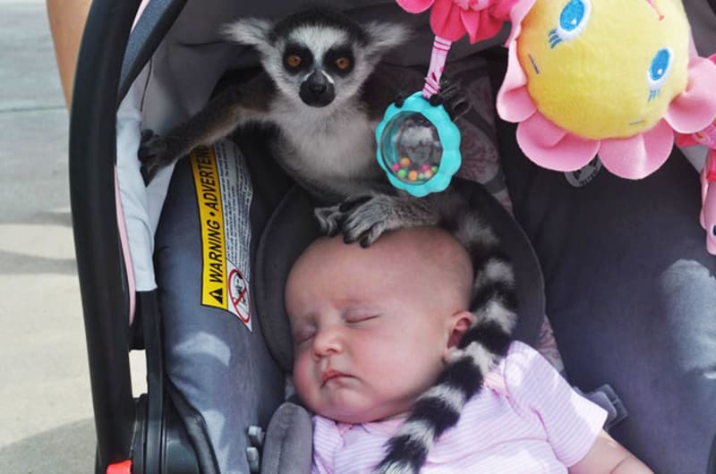 Když se v ZOO ozve: "Paní, na vašem dítěti je lemur."
