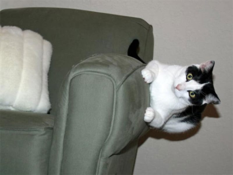 Kočky popírají gravitaci 8