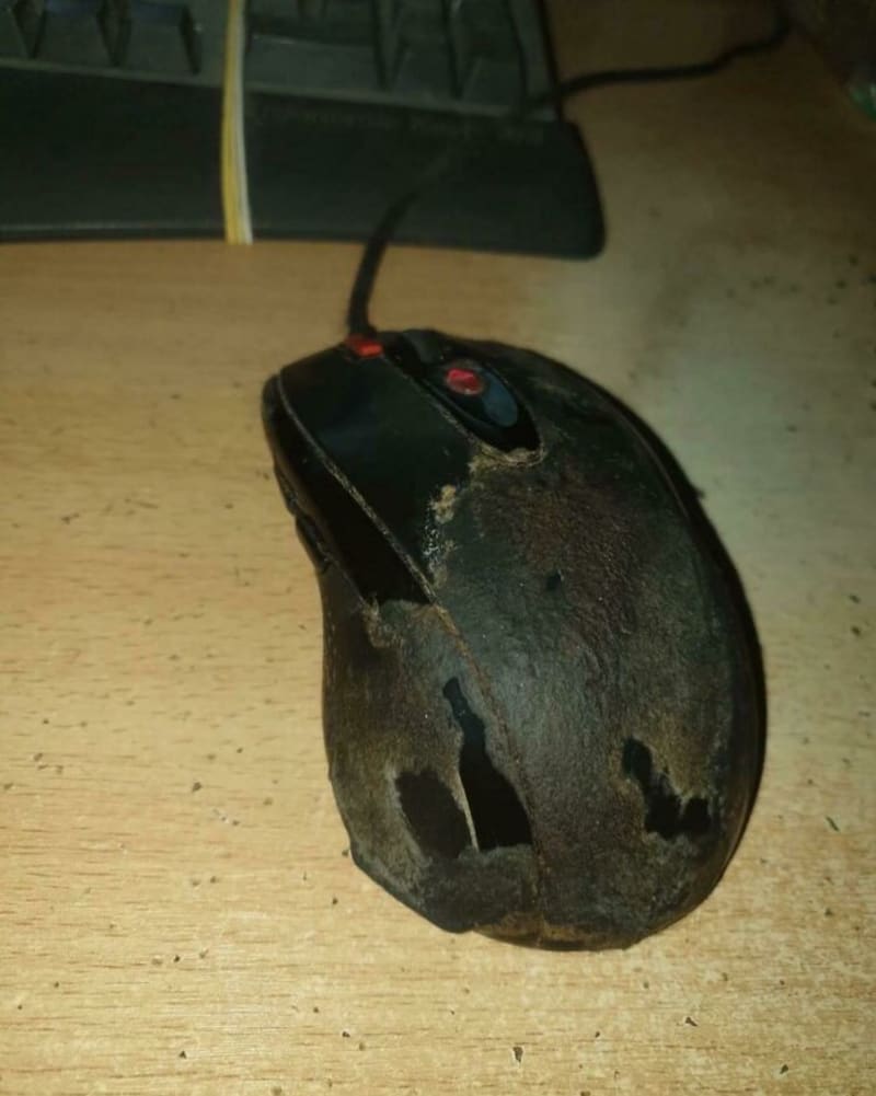 To není myš, to je krysa!