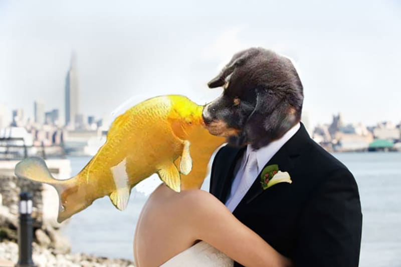 Štěně líbá zlatou rybku - photoshopová bitva 2
