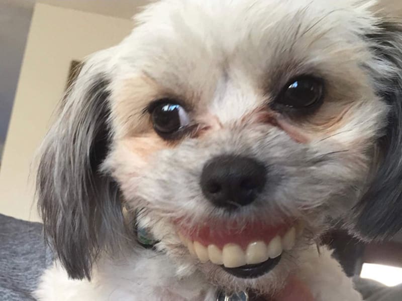 Psi s lidskými zuby 3