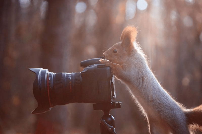 Zvířecí fotografové a režiséři - Obrázek 11