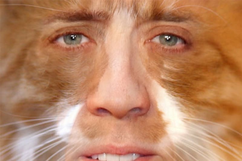 Kočky, co mají tvář jako Nicolas Cage 12