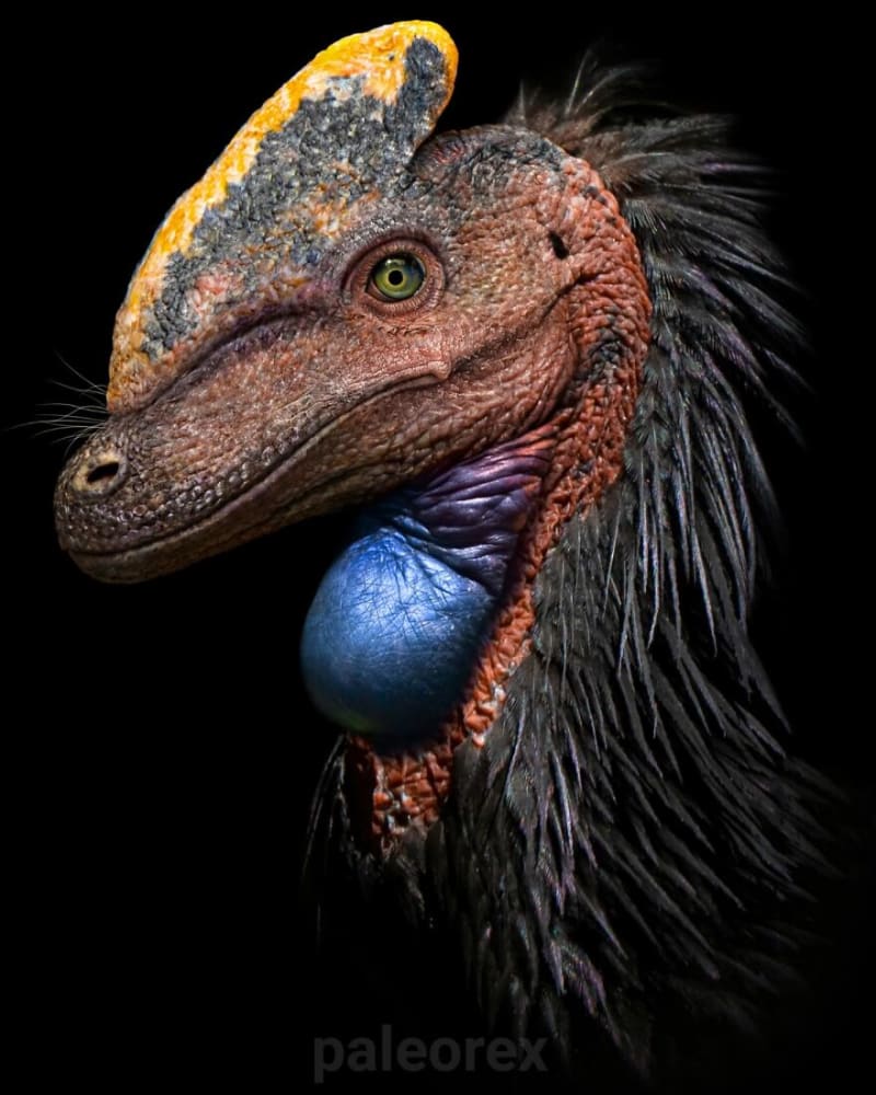 Guanlong - výškou dosahoval jen asi poloviny vzrostlého muže, hmotností 125 kg by se nechtělo věřit, že jde o jednoho z nejstarších zástupců tyranosauroidů, tedy příbuzného obávaného T-Rexe