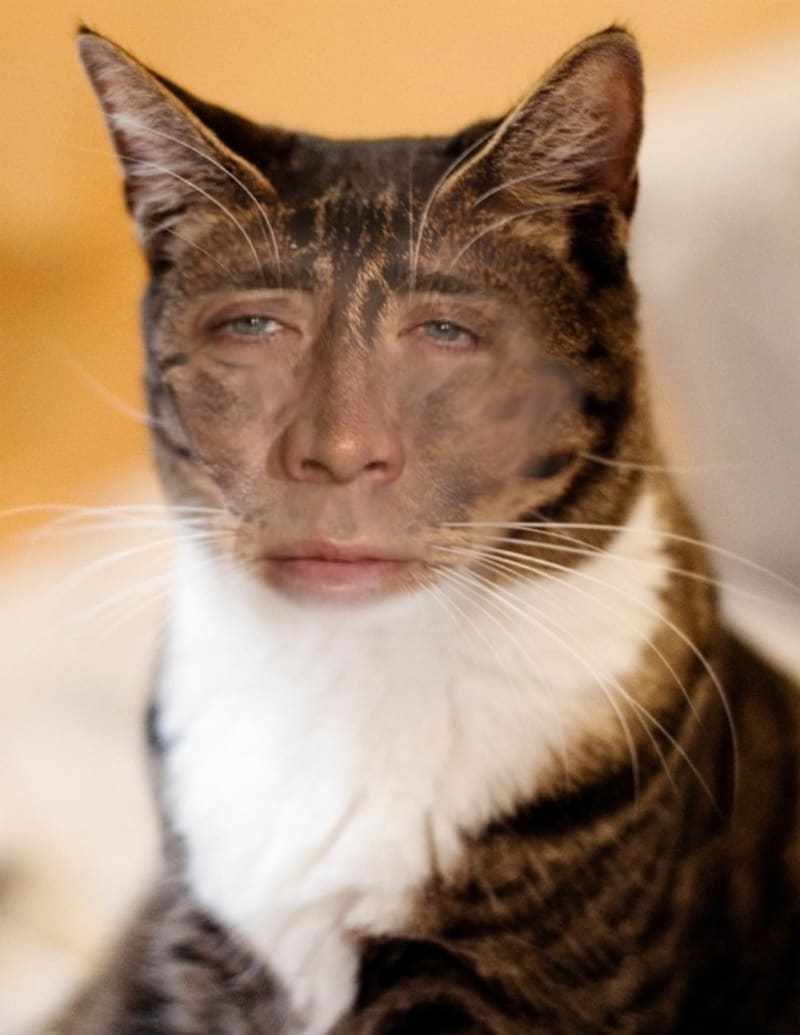 Kočky, co mají tvář jako Nicolas Cage 10