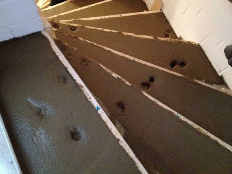Renovace schodů VS. kočka