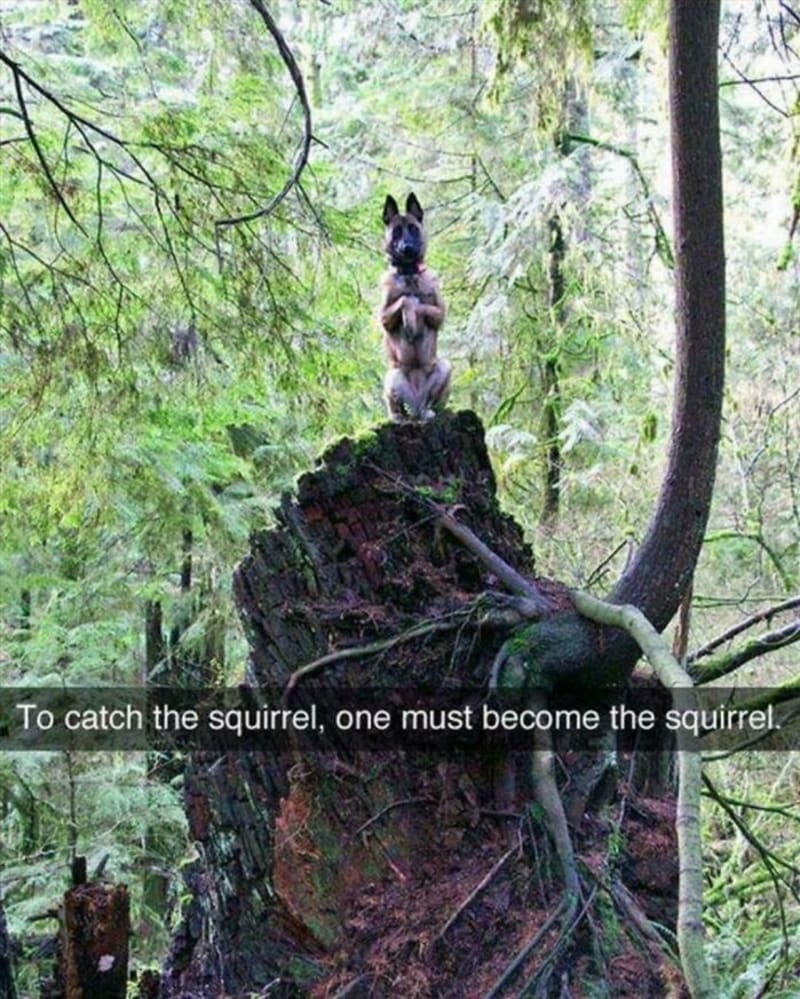 Abys chytil veverku, musíš se stát veverkou