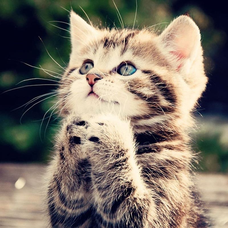 Kočičí modlení 7