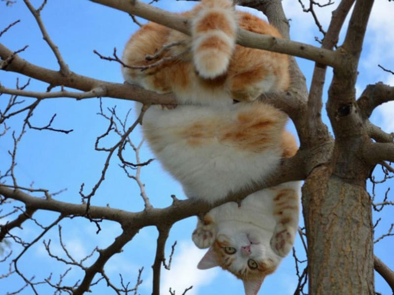 Kočky na stromech 21