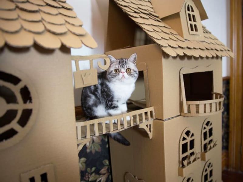 Kočičí hrady 7