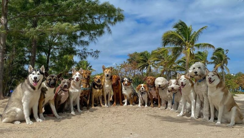Dokonalé skupinové fotky psů 15