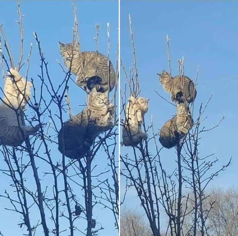 Kočky na stromech 2