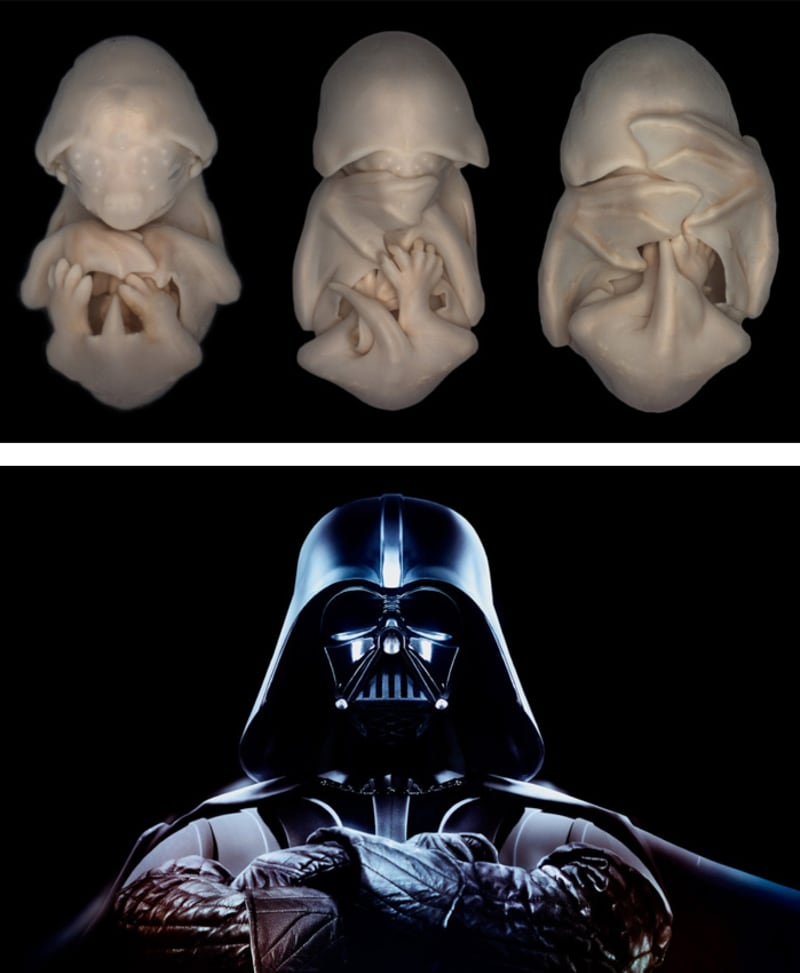 Embrya netopýrů nepřipomínají Batmana ale spíš Darth Vadera