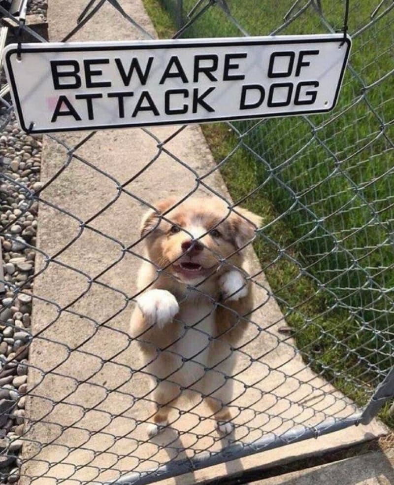 Pozor na psa! 3