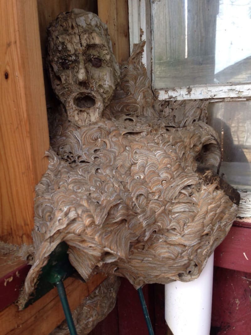 A další vosí hnízdo kolem staré hlavy dřevěné sochy