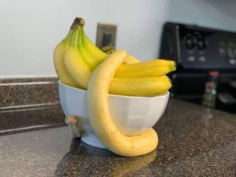 Hele, tady vypadnul jeden banán!
