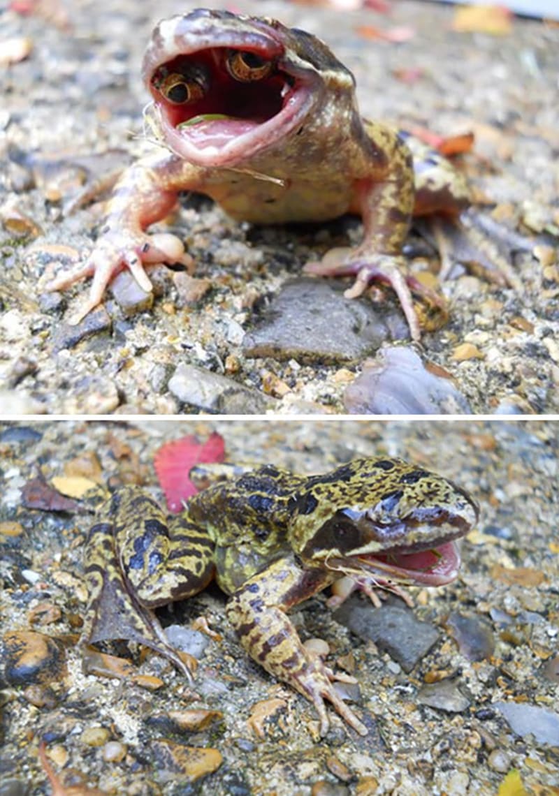 Zmutovaná žába, co má oči v tlamě