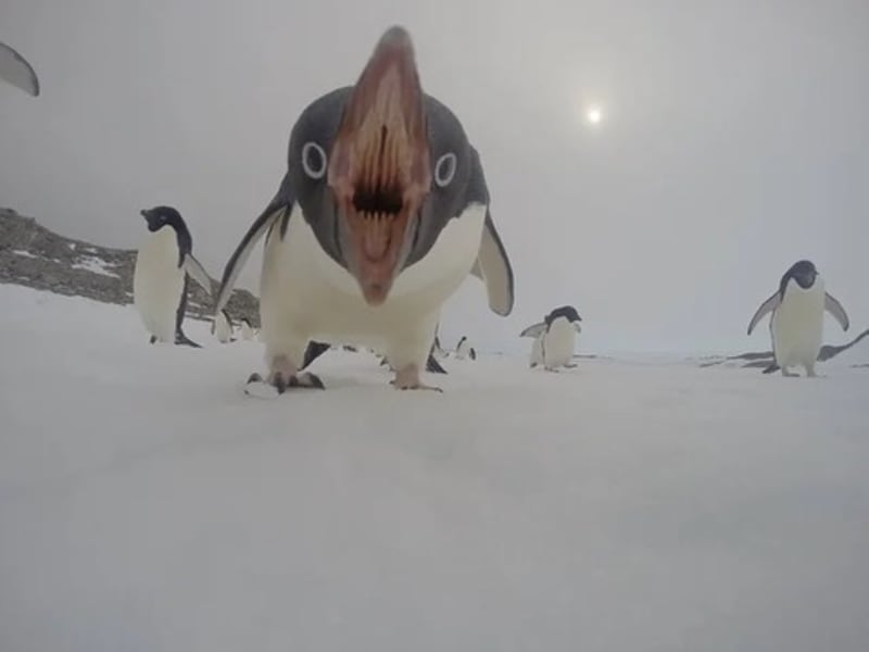 Posedlá tvář tučňáka