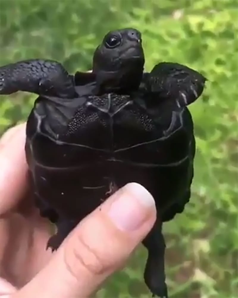 Skutečný želví ninja, vládce noci!