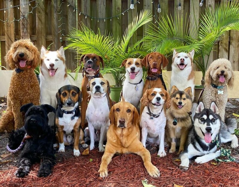 Dokonalé skupinové fotky psů 18